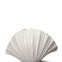 Vase Shell