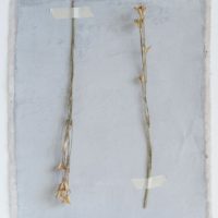 Dried Natural Love in a Mist Bunch - Imagen 2