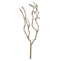 TEA TREE BRANCH