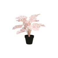 MONSTERA PINK SMALL