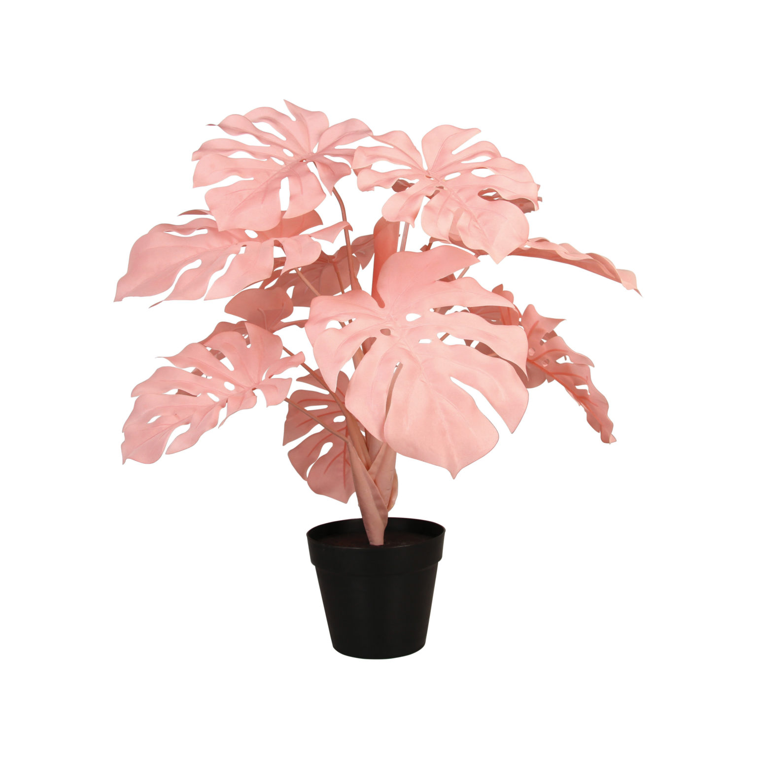 MONSTERA PINK LARGE DCO