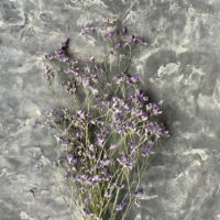 LIMONIUM PURLE