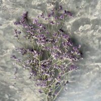 LIMONIUM PURLE - Imagen 2