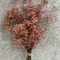 Paniculata Pink 