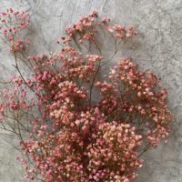 Paniculata Pink  - Imagen 2
